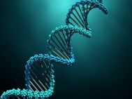 ADN có chức năng gì?  Cấu tạo và ứng dụng của ADN 